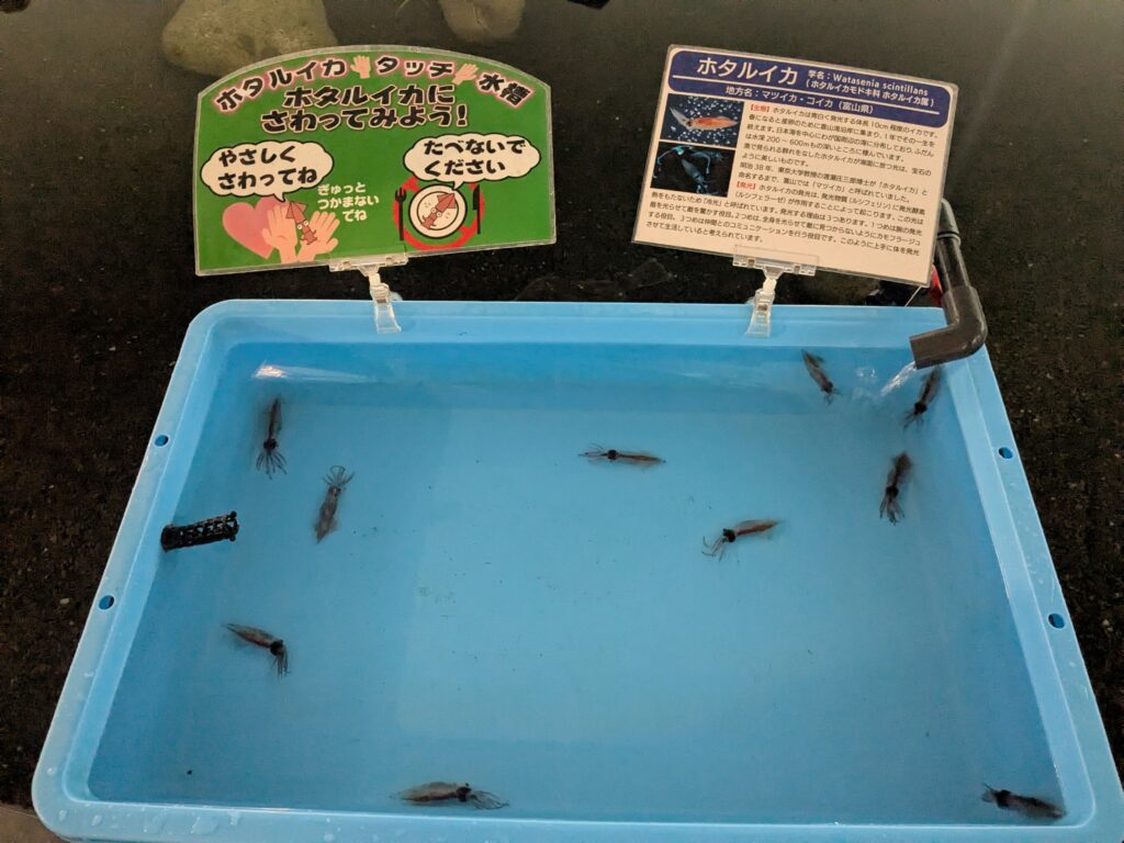 ほたるいかミュージアム7