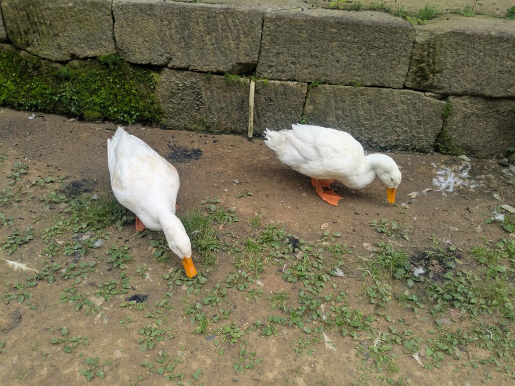 あひる